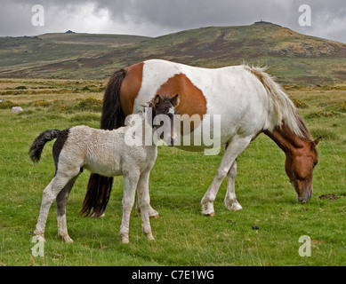 Dartmoor pony mare and foal Stock Photo