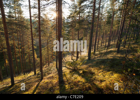 Young pine ( pinus sylvestris ) heath / coniferous taiga forest growing on a dry ridge , Finland Stock Photo