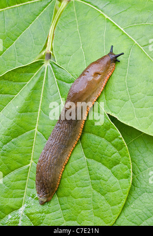 Slug gastropod mollusc Devon UK Stock Photo - Alamy