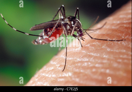 female Asian Tiger Mosquito (Aedes albopictus)  feeding on a human host Stock Photo