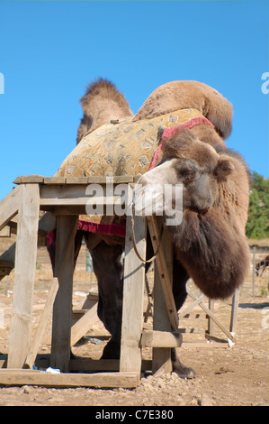 Bactrian camel (Camelus bactrianus) Crimea, Ukraine, Eastern Europe Stock Photo