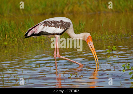 Painted stork mycteria leucocephala Sri Lanka Stock Photo