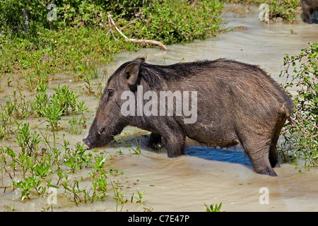 Wild boar sus scrofa Sri Lanka Stock Photo