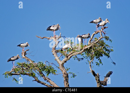 Asian open billed storksanastomus oscitans Sri Lanka Stock Photo