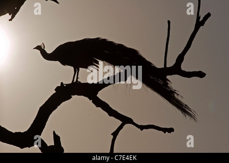 Peafowl pavo cristatus Sri Lanka Stock Photo