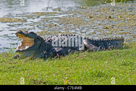 Maqsked crocodile crocodylus palustris Sri Lanka Stock Photo