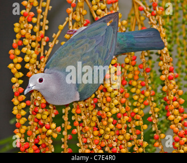 Green imperial pigeon ducula aenea Sri Lanka Stock Photo
