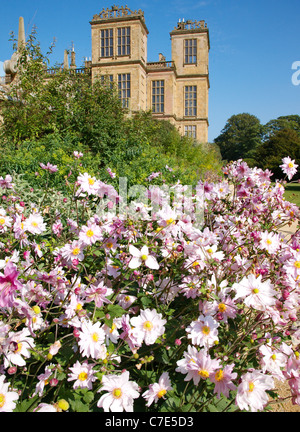 Japanese or Chinese Anemone hupehensis var japonica September Charm gracing the long border at Hardwick Hall in late summer Stock Photo