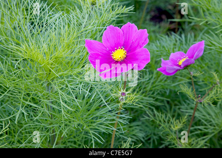 Bright cerise flowers of the Mexican Aster or garden Cosmos C. pinnatus and its feathery foliage Stock Photo