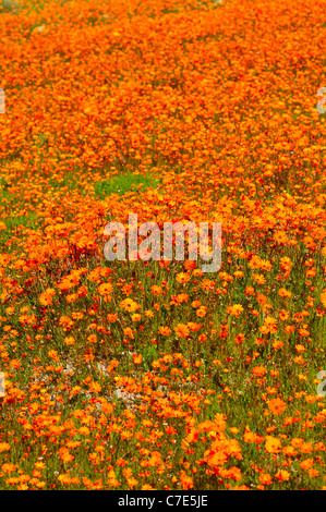 Blossoming Namaqualand Daisies in the Skilpad Wild Flower Reserve, Namaqua National Park, South Africa Stock Photo