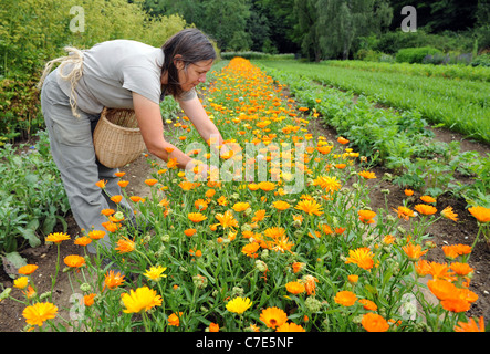 Seeds harvest of the Calendula Officialis Stock Photo