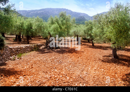 Olive trees from Majorca with red clay soil from Balearic islands in Spain Stock Photo