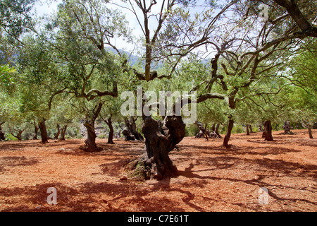 Olive trees from Majorca with red clay soil from Balearic islands in Spain Stock Photo