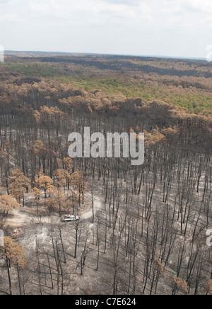 Aerial view of forest in Lost Pines State Park damaged by wildfires near Bastrop, Texas, in the wake of a months-long drought. Stock Photo
