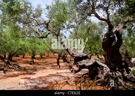 Olive trees from Majorca with red clay soil from Balearic islands in Spain Stock Photo