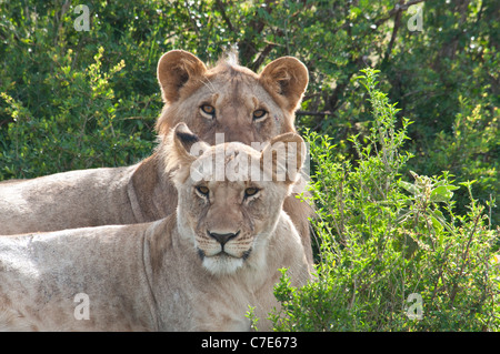 Two African Lions, Lying Down Side by Side, Panthera leo, Masai Mara National Reserve, Kenya, Africa Stock Photo