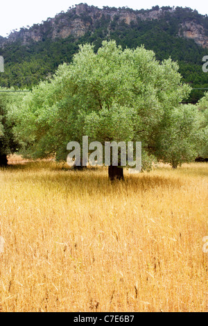 Agriculture from mediterranean Majorca wheat mixed with olive trees Stock Photo