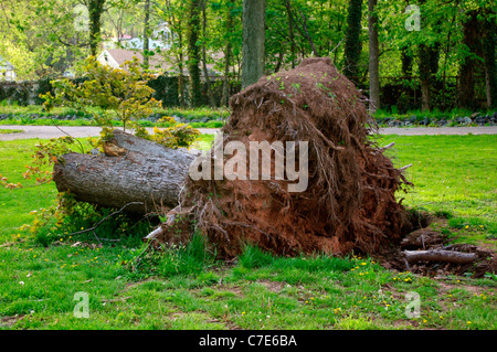 Top of tree removed from wind damaged mature tree uprooted during a storm. Stock Photo