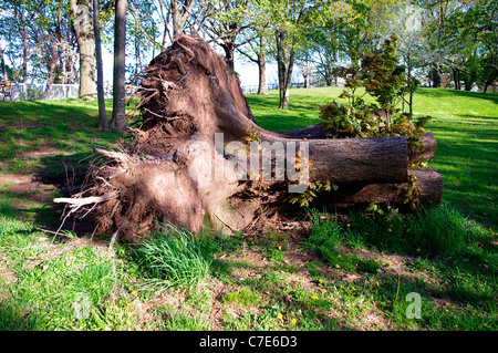 Top of tree removed from wind damaged mature uprooted during a storm. Stock Photo