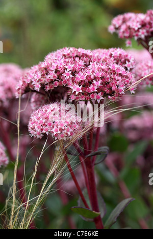 Close up of pink sedum / stonecrop flowering in an English garden Stock Photo