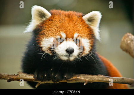 red panda, ailurus fulgens, very endangered, edmonton zoo, alberta, canada Stock Photo