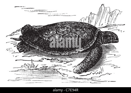 Green Sea Turtle or Chelonia mydas, vintage engraved illustration. Trousset encyclopedia (1886 - 1891).