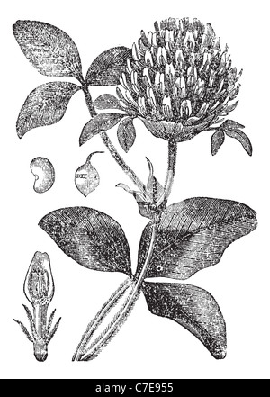 Red Clover, showing flower, seed pod (a) and seed (b), vintage engraved illustration. Trousset encyclopedia (1886 - 1891). Stock Photo