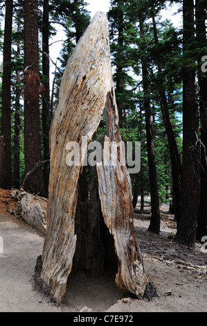 A hollow tree trunk stands in forest. California, USA. Stock Photo