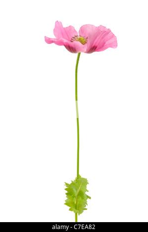 Pink opium poppy flower isolated on white background - blooming Stock Photo