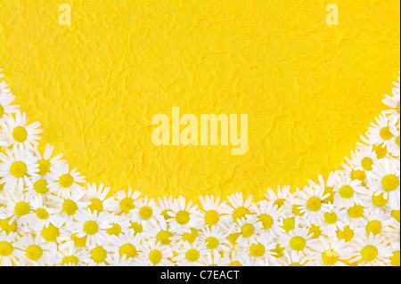 Group of Chamomile flower heads over handmade paper – frame Stock Photo
