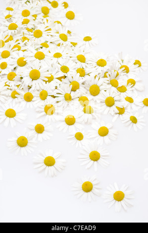 Group of Chamomile flower heads isolated on white background Stock Photo