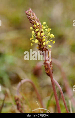 Sea Plantain, plantago maritima Stock Photo