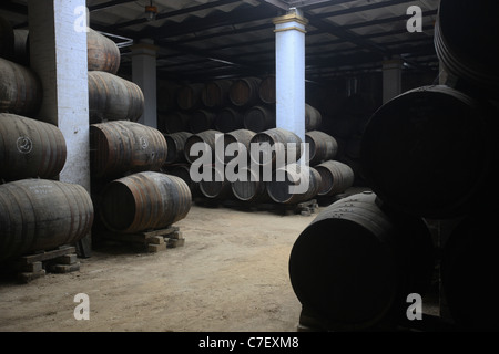 Tapas Trail in Jerez Spain with food writer Elizabeth Luard. Pictured is the Gonzales Byass Winery in Jerez. Stock Photo