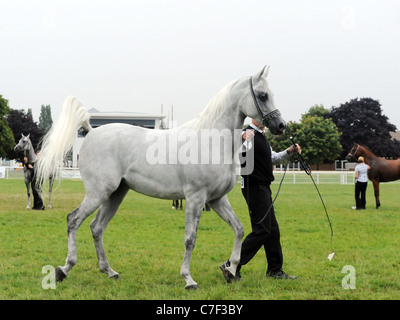 An arabian horse being shown at the Midland Arabian Championship show, Malvern Stock Photo