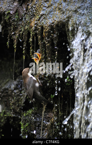 European White-throated Dipper (Cinclus cinclus) bringing food to chicks in nest hidden behind waterfall, Luxembourg Stock Photo