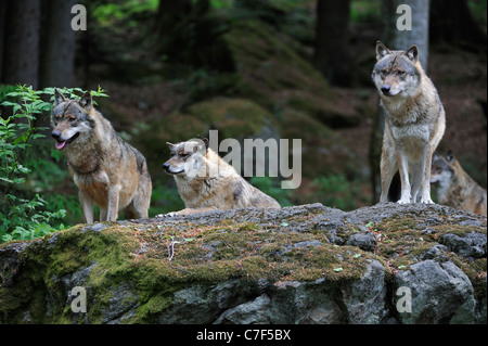 European Grey Wolf pack (Canis lupus) scanning woodland for prey from rock, Bavarian forest, Germany Stock Photo