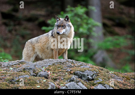 European Grey Wolf (Canis lupus) on rock in woodland, Bavarian forest, Germany Stock Photo
