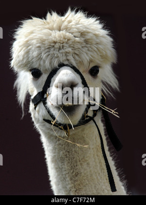 A happy smiling white young alpaca Stock Photo