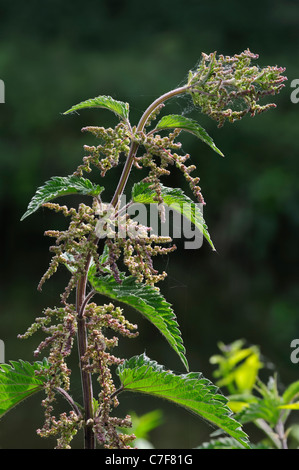 Stinging nettle / Common nettle (Urtica dioica) in flower Stock Photo