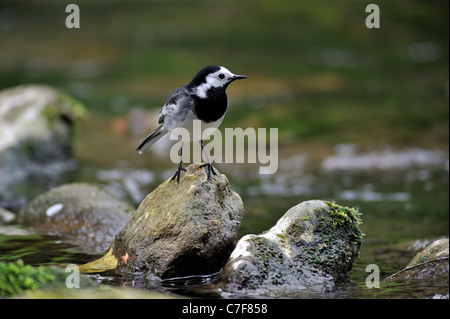 White wagtail (Motacilla alba) perched on rock in stream Stock Photo