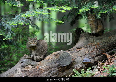 Wild cat (Felis silvestris) sitting on fallen tree trunk in woodland, Bavarian Forest, Germany Stock Photo