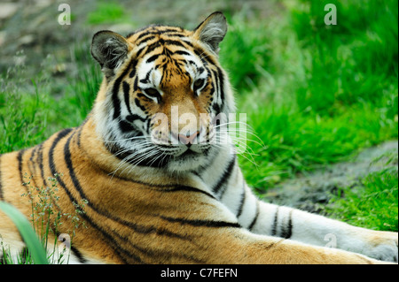 Amur tiger (panthera tigris altaica) originally known as Siberian Tiger, Highland Wildlife Park, Kincraig, Kingussie, Scotland Stock Photo