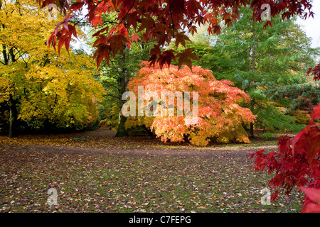 Autumn colour in the Acer Glade at Westonbirt Arboretum in Gloucestershire, England, UK Stock Photo
