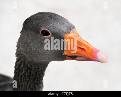 A portrait of the head of a greylag goose Stock Photo