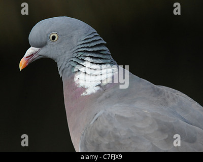 The head of a rock pigeon or rock dove Stock Photo