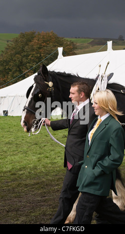 shire horse with handlers at hayfield Derbyshire show ground fair Stock Photo