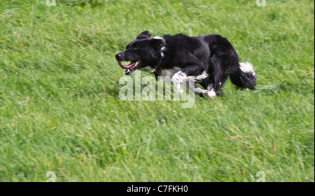 working black and white border collie sheepdog running in a field hayfield show ground Derbyshire Stock Photo