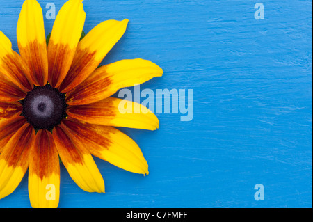 Rudbeckia hirta rustic dwarf flower on a blue wood painted background Stock Photo