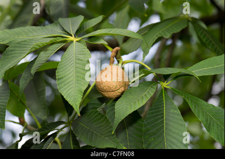 AESCULUS FLAVA Horse-chestnut  chestnut Sweet Buckeye North-Amerika feature tree fruit ripe plant leaf leaves green brown horse Stock Photo
