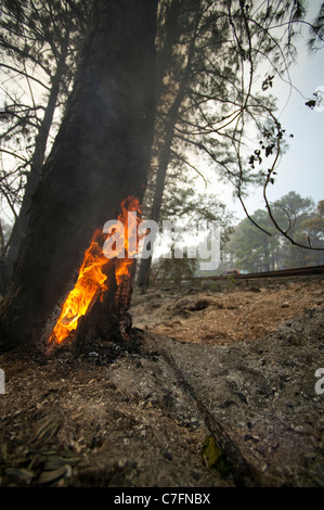 A wlidfire rages through the Texas loblolly pines around Bastrop Texas, 30 miles east of Austin. Stock Photo